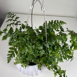 Suspended Serenity: Fiji Davalia Fern in Ribbed Hanging Pot