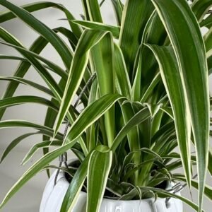 Spider Glam: Chlorophytum comosum in Ribbed Hanging Pot