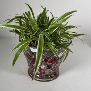 Spider Stream: Hydroponic Chlorophytum in Textured Glass Vase