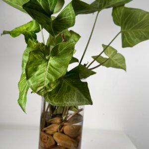Arrowhead Drift: Syngonium in Tall Hydroponic Glass Vase