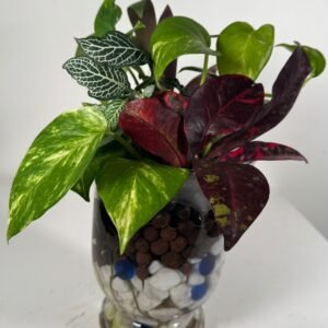 Living Layers: Golden Pothos, Croton & More in Hydroponic Glass Garden