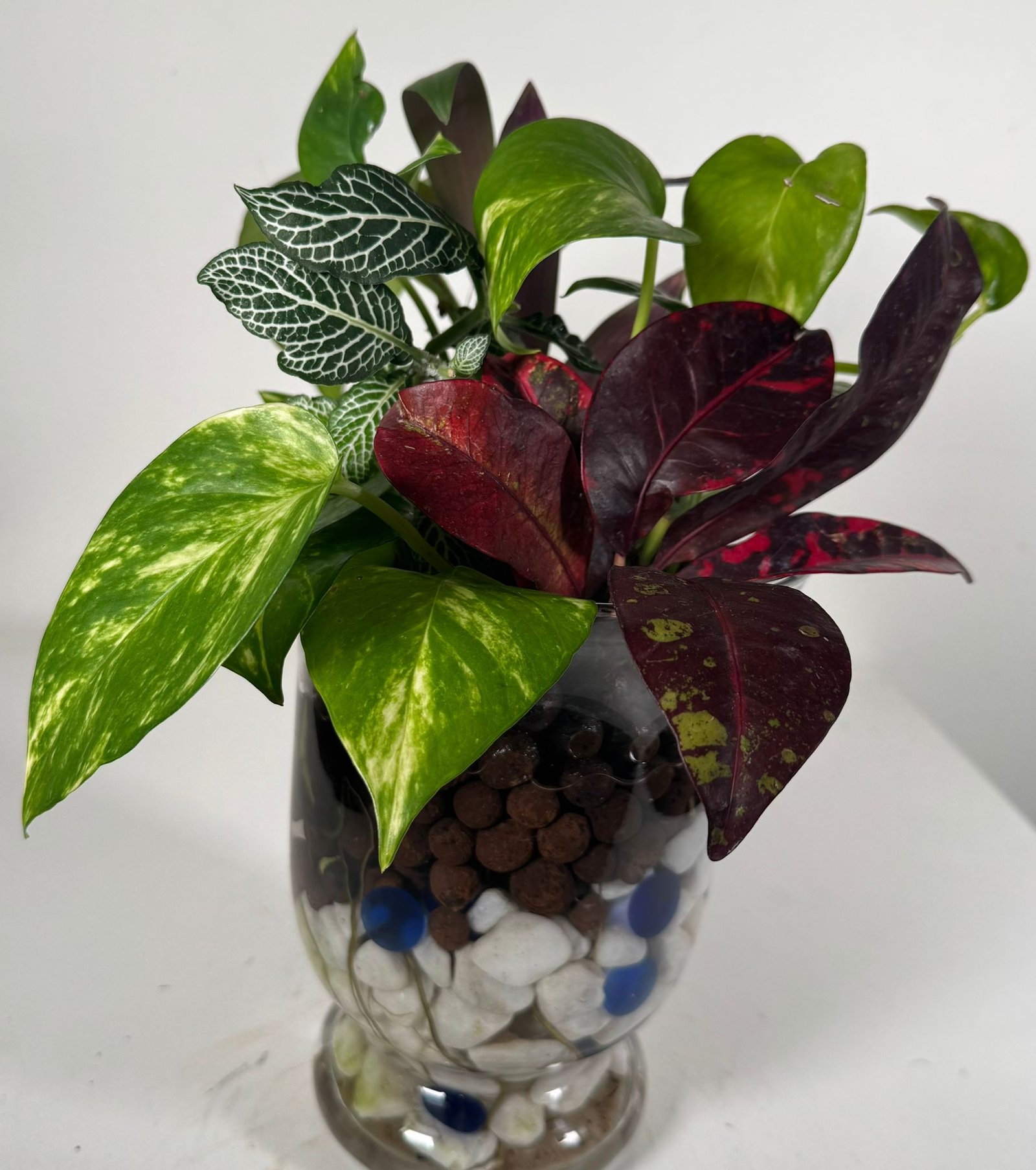 Living Layers: Golden Pothos, Croton & More in Hydroponic Glass Garden