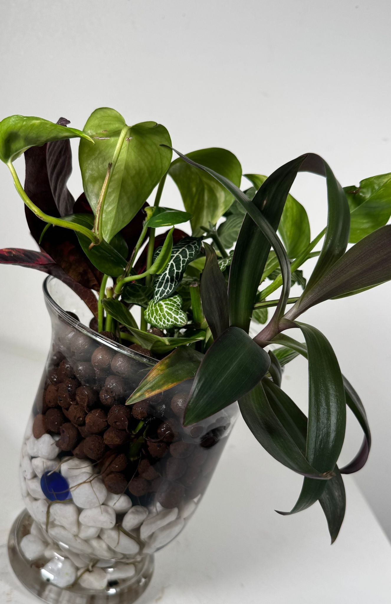 Living Layers: Golden Pothos, Croton & More in Hydroponic Glass Garden - Image 3