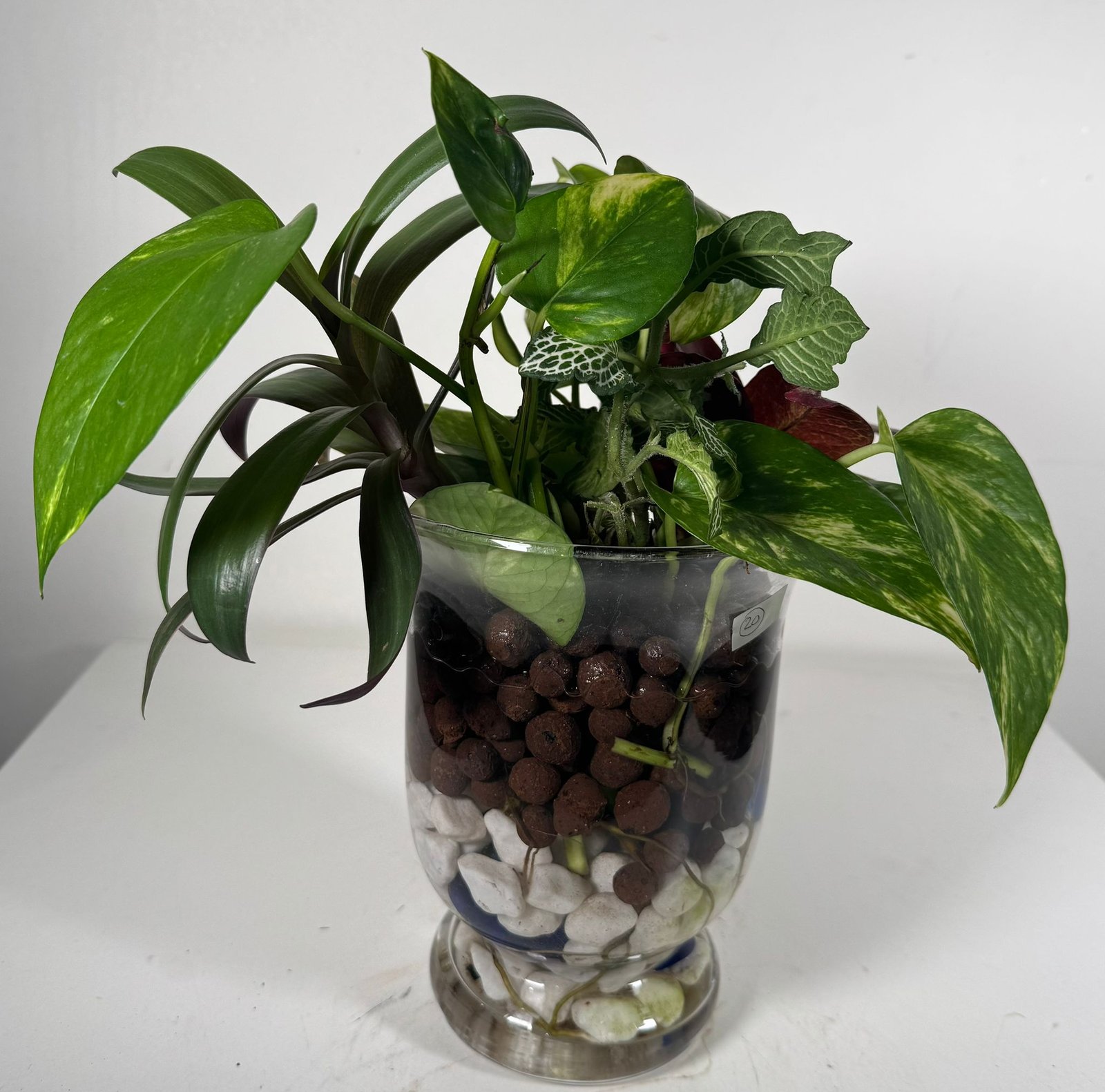 Living Layers: Golden Pothos, Croton & More in Hydroponic Glass Garden - Image 4