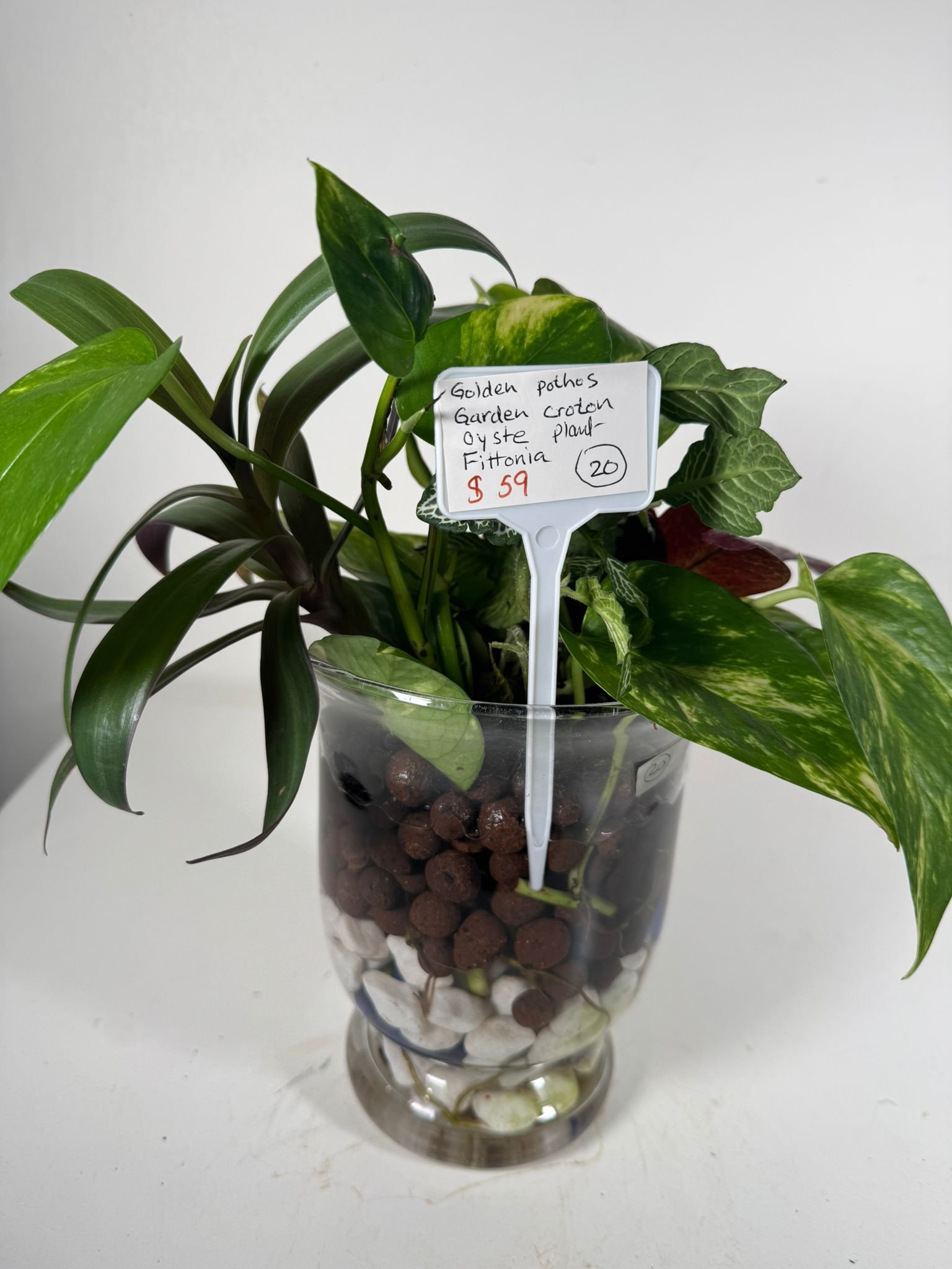 Living Layers: Golden Pothos, Croton & More in Hydroponic Glass Garden - Image 5