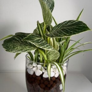 Striped Luxe: Philodendron Birkin & Foliage Mix in Hydroponic Glass Vase