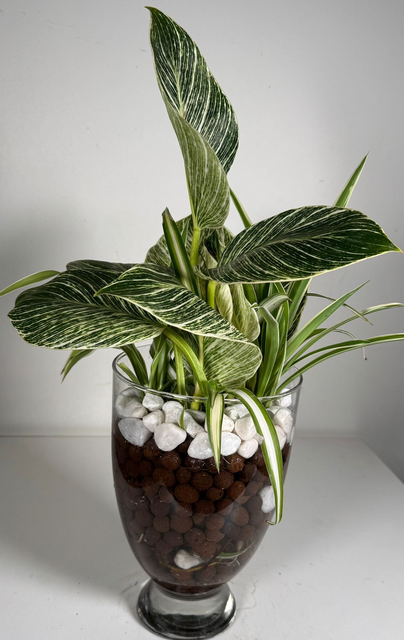 Striped Luxe: Philodendron Birkin & Foliage Mix in Hydroponic Glass Vase