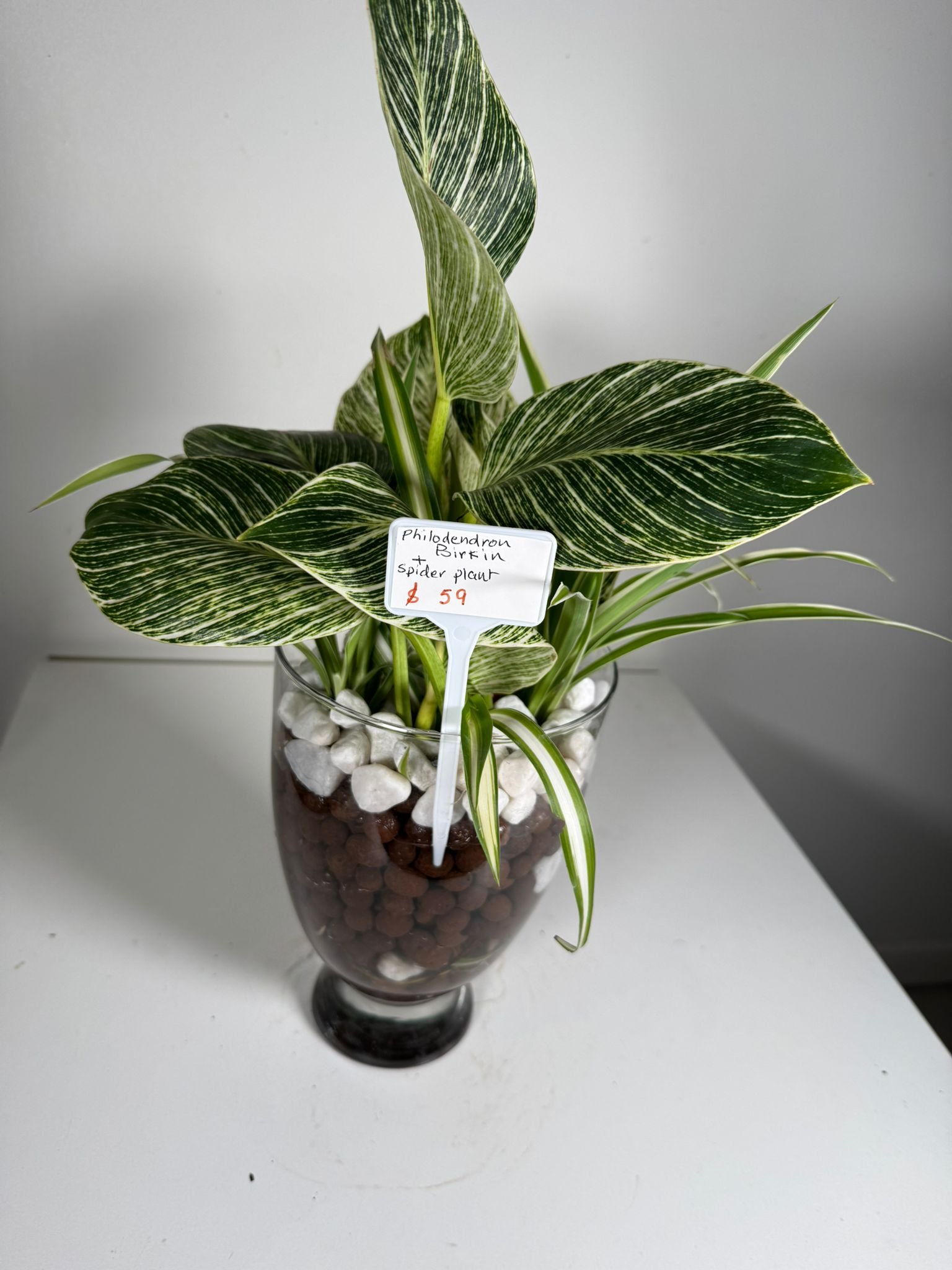 Striped Luxe: Philodendron Birkin & Foliage Mix in Hydroponic Glass Vase - Image 3