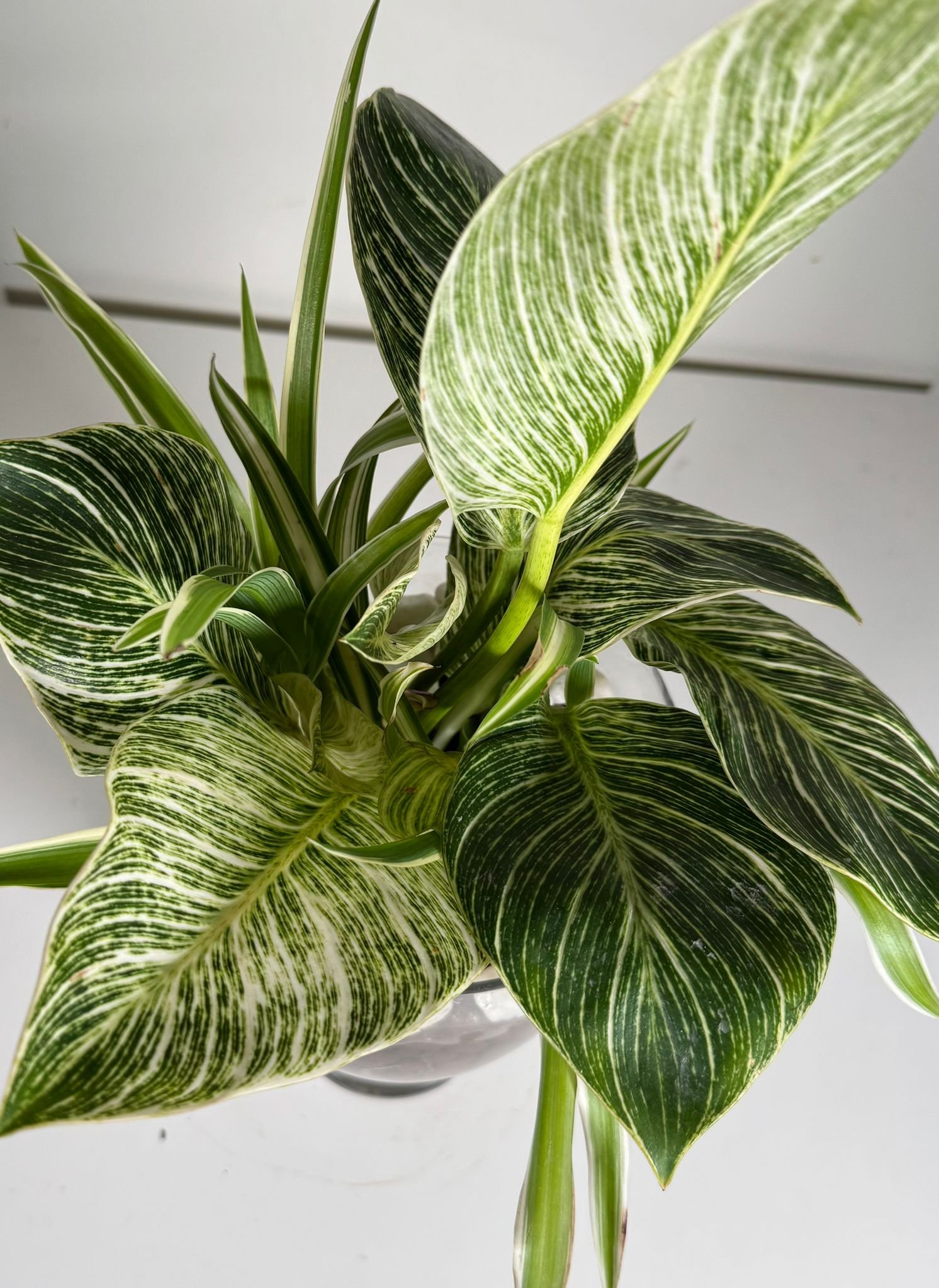 Striped Luxe: Philodendron Birkin & Foliage Mix in Hydroponic Glass Vase - Image 4