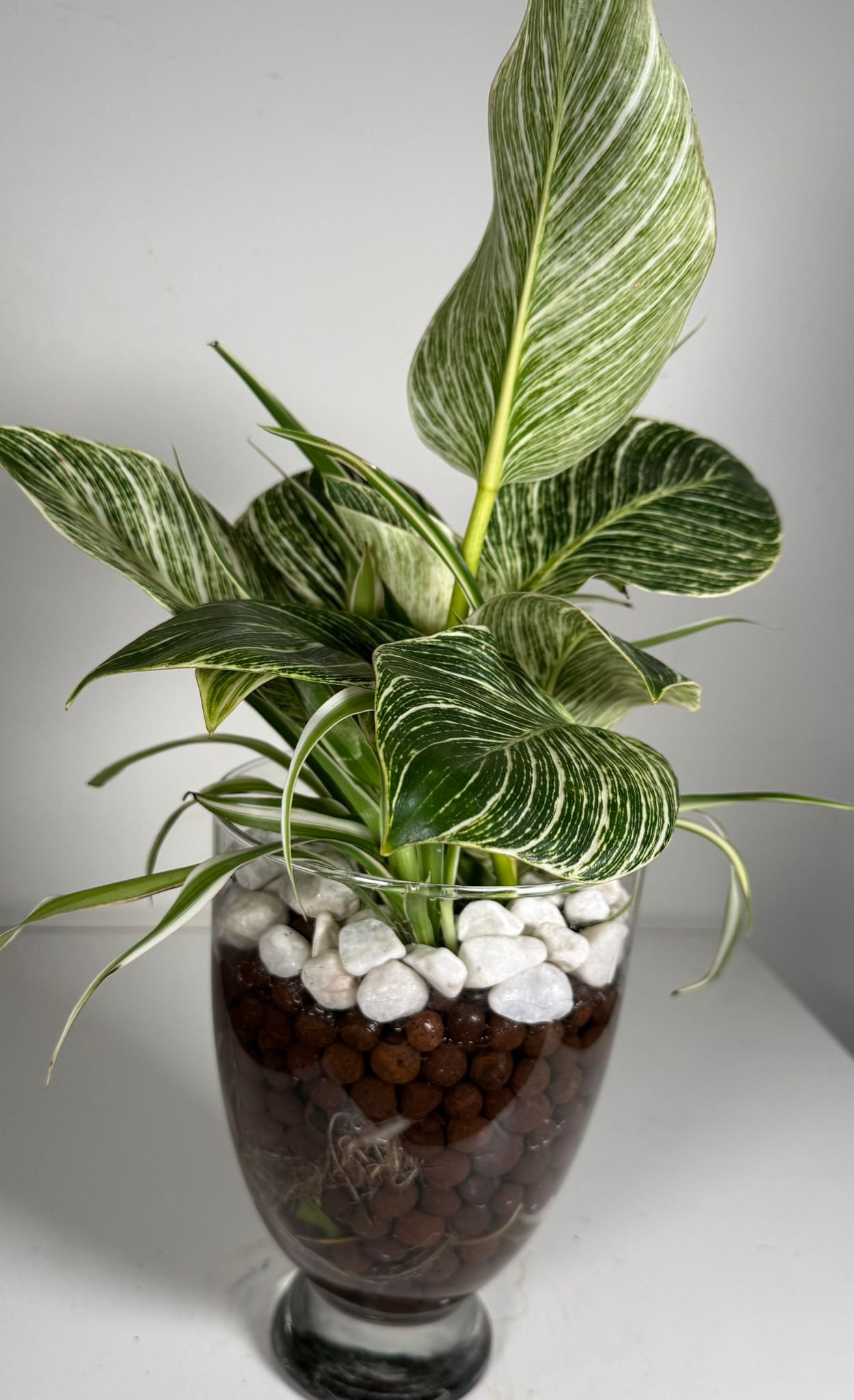 Striped Luxe: Philodendron Birkin & Foliage Mix in Hydroponic Glass Vase - Image 5