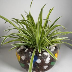 Painted Purity: Hydroponic Spider Plant in Floral Glass Vase
