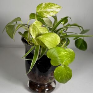 Tangled Harmony: Pothos & Spider Plant in Hydroponic Glass Arrangement