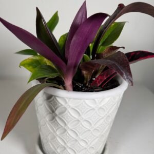 Plant Trio in Textured White Ceramic Pot