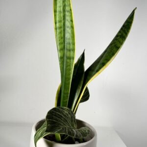 Snake Plant in Blue Ombre Ceramic Pot