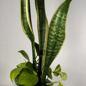Indoor Duo: Snake Plant & Pothos in Embossed Ceramic Pot