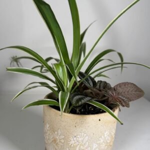 Textured Harmony: Spider Plant & Episcia in Embossed Ceramic Pot