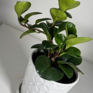 Glossy Charm: Baby Rubber Plant in White Geometric Ceramic Pot
