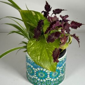 Colorburst Trio: Spider Plant, Pothos & Coleus in Artisan Ceramic Pot
