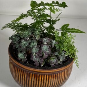 Earth & Texture: Stonecrop & Davallia Fern in Striped Ceramic Pot