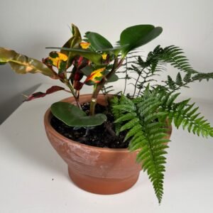 Tropical Medley: Croton, Philodendron & Fern in Terracotta Pot