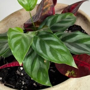Patterned Grace: Prayer Plant, Pothos & Croton in Embossed Ceramic Pot