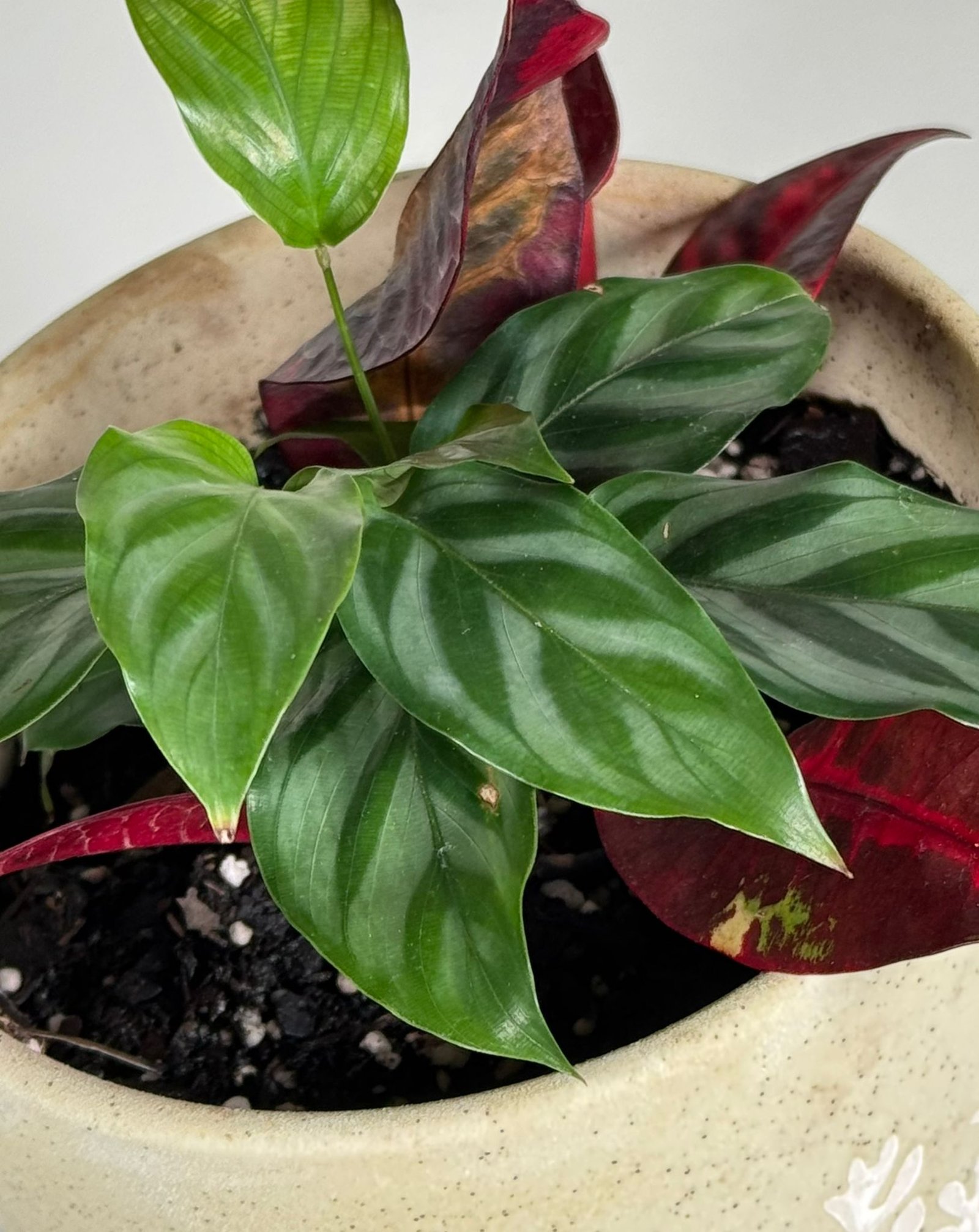Patterned Grace: Prayer Plant, Pothos & Croton in Embossed Ceramic Pot