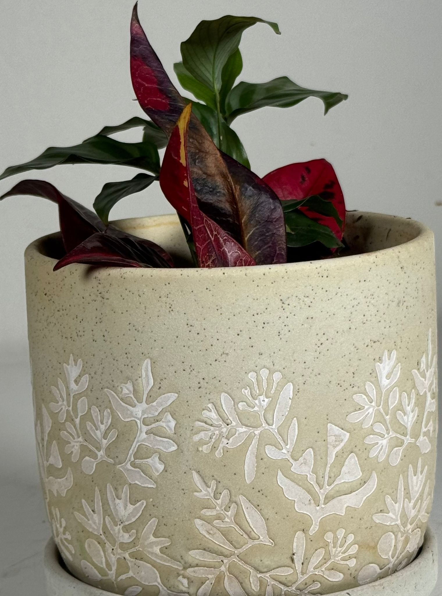 Patterned Grace: Prayer Plant, Pothos & Croton in Embossed Ceramic Pot - Image 4