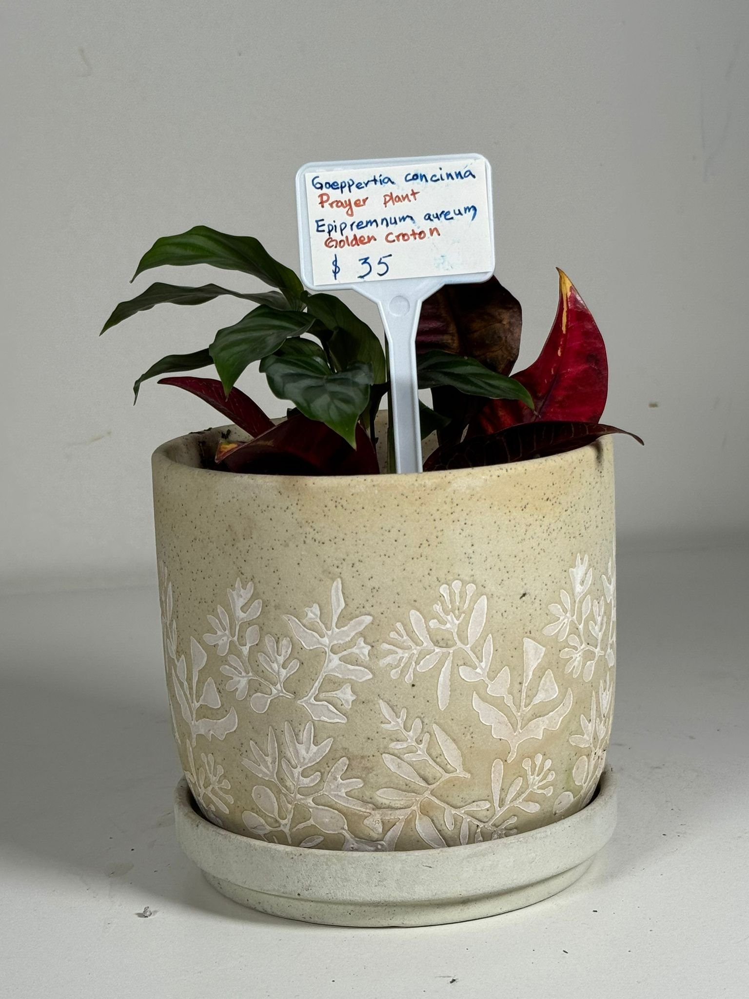 Patterned Grace: Prayer Plant, Pothos & Croton in Embossed Ceramic Pot - Image 5