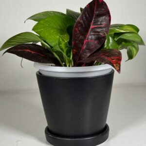 Bold Contrast: Golden Pothos & Croton in Black Ceramic Pot