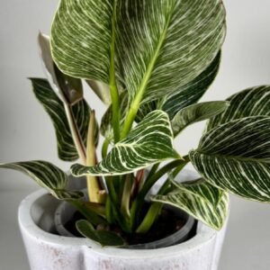 Striped Sophistication: Philodendron Birkin in Textured White Pot