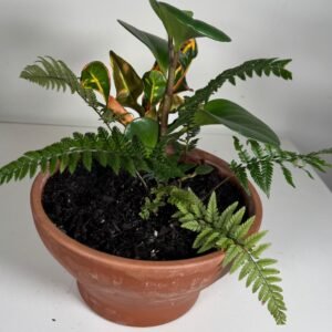 Lush Layers: Peperomia, Croton & Fern in Terracotta Pot