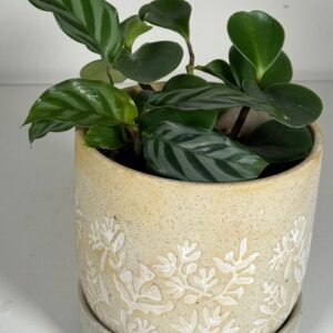 Botanical Blend: Peperomia, Calathea & More in Embossed Ceramic Pot