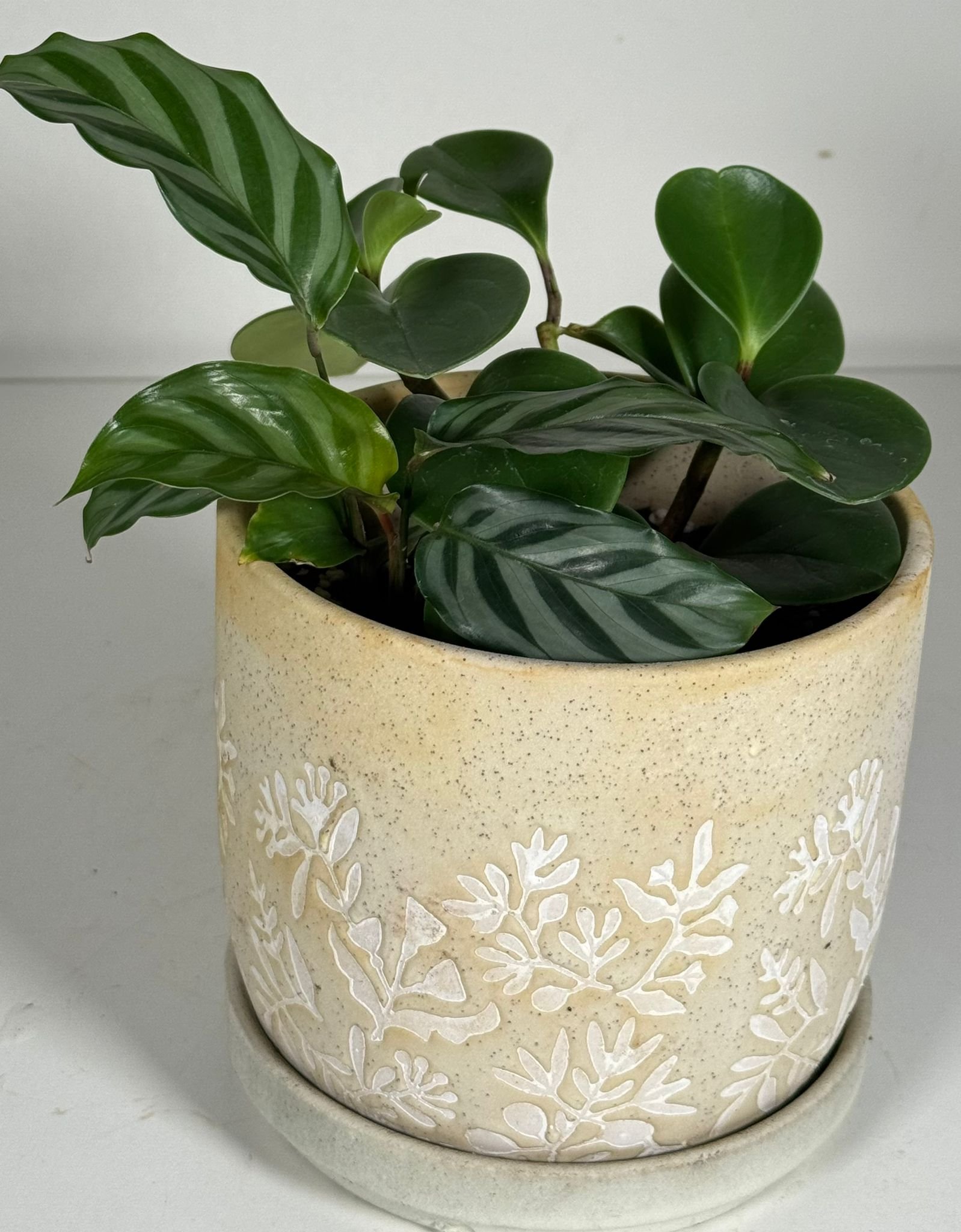 Botanical Blend: Peperomia, Calathea & More in Embossed Ceramic Pot