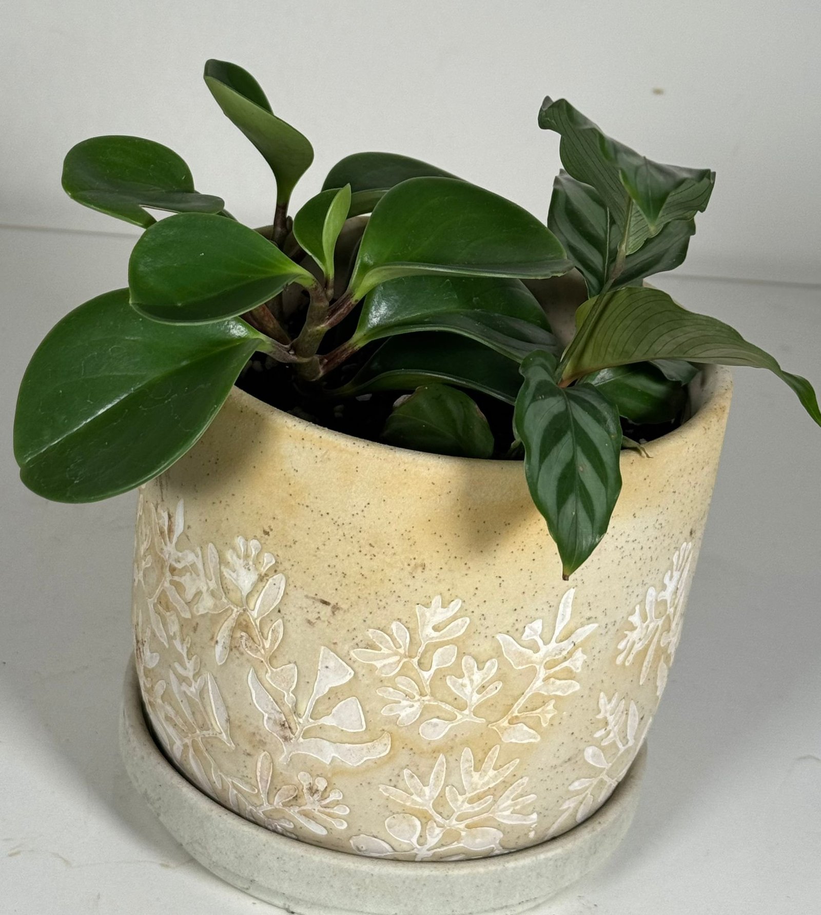 Botanical Blend: Peperomia, Calathea & More in Embossed Ceramic Pot - Image 3
