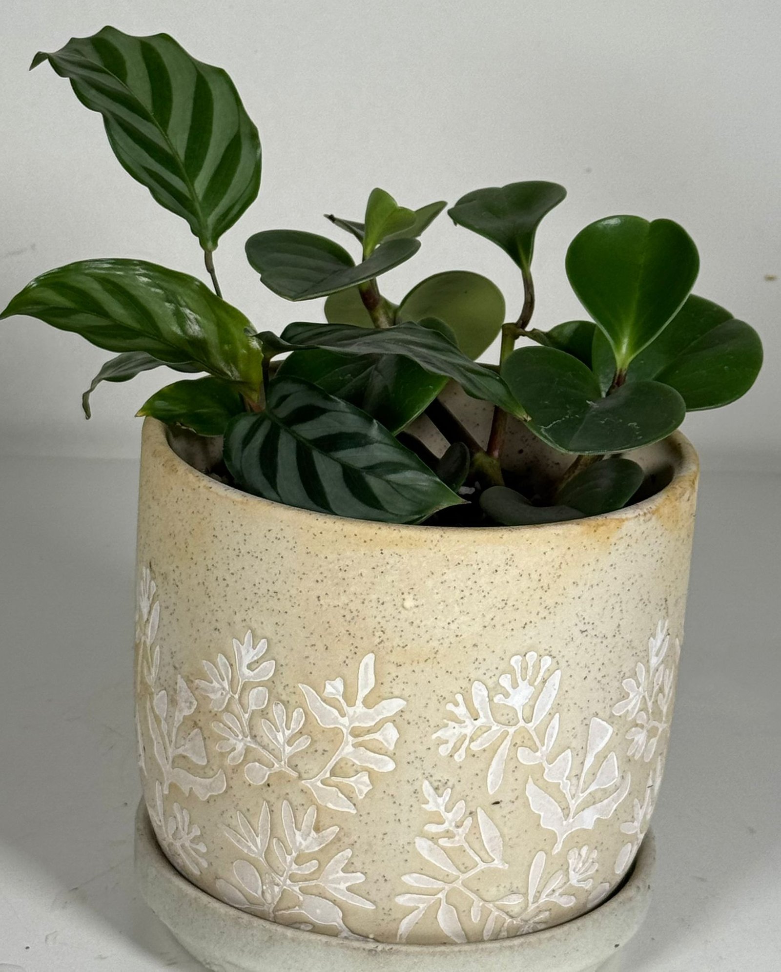 Botanical Blend: Peperomia, Calathea & More in Embossed Ceramic Pot - Image 5