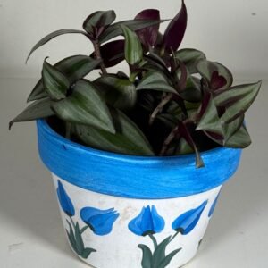 Silver Stripes: Tradescantia Silver Inch Plant in Hand-Painted Floral Pot