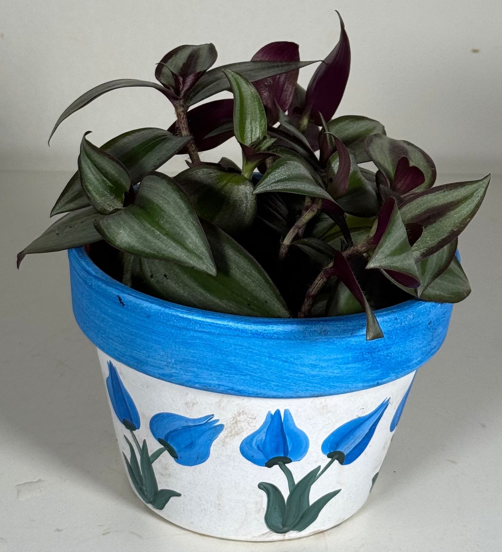 Silver Stripes: Tradescantia Silver Inch Plant in Hand-Painted Floral Pot