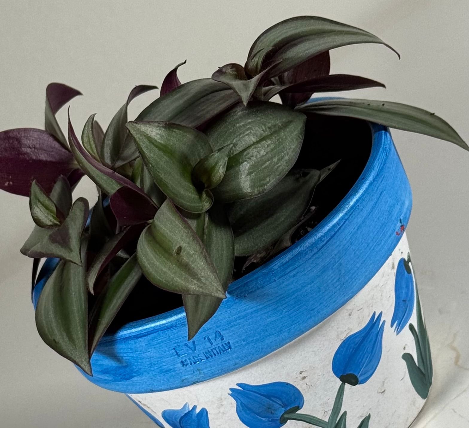 Silver Stripes: Tradescantia Silver Inch Plant in Hand-Painted Floral Pot - Image 3