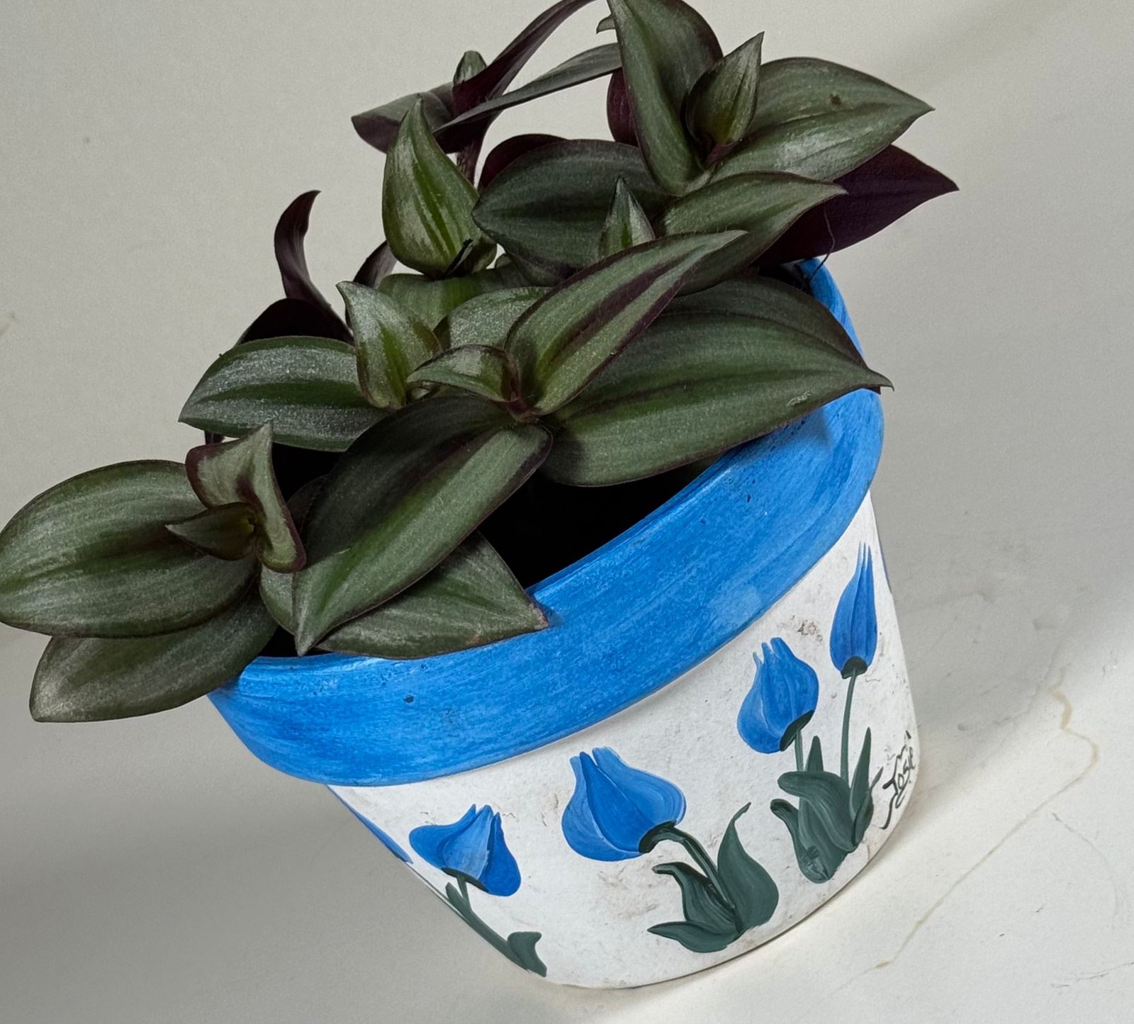 Silver Stripes: Tradescantia Silver Inch Plant in Hand-Painted Floral Pot - Image 4