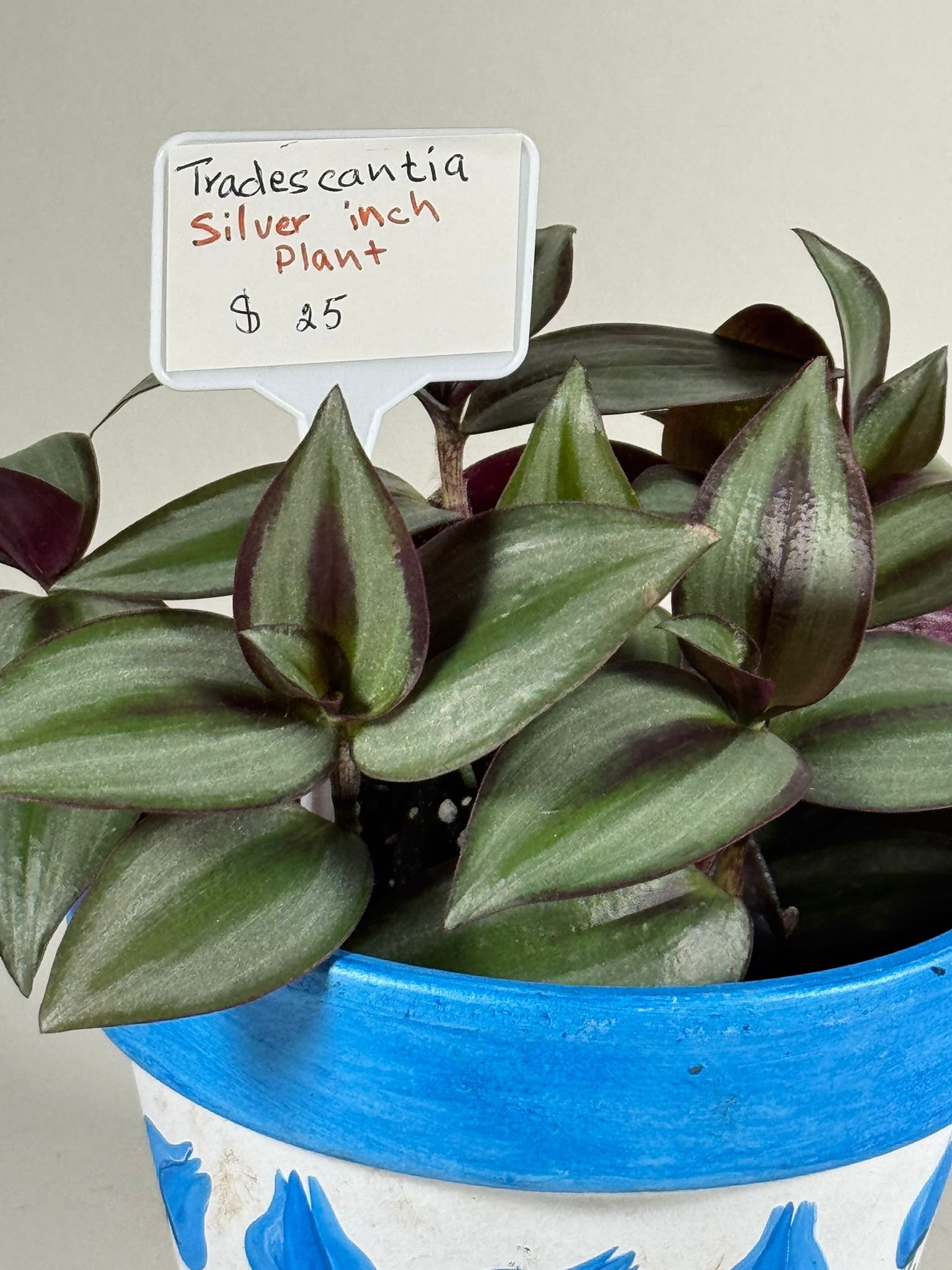 Silver Stripes: Tradescantia Silver Inch Plant in Hand-Painted Floral Pot - Image 5