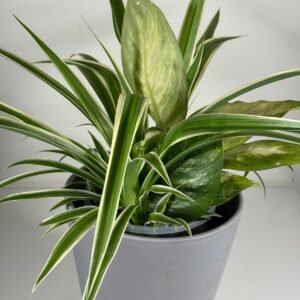 Monochrome Duo: Dieffenbachia & Spider Plant in Modern Gray Pot