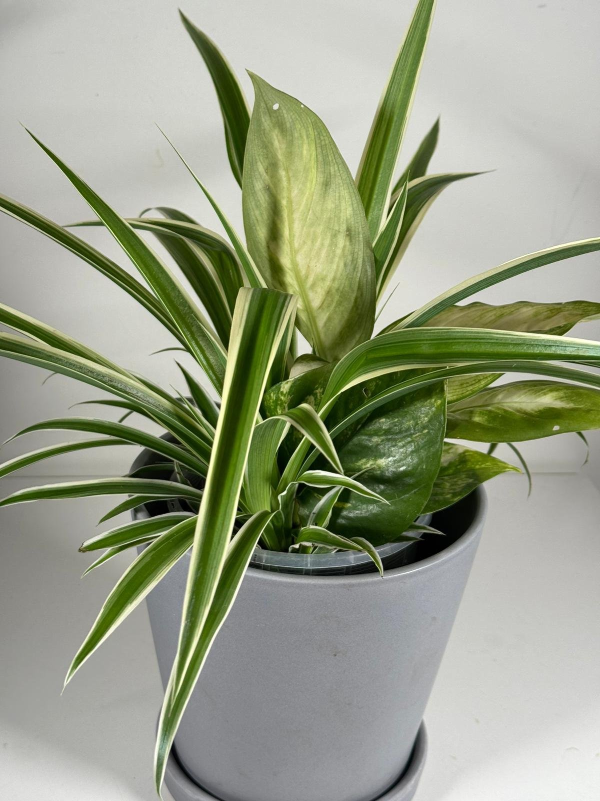 Monochrome Duo: Dieffenbachia & Spider Plant in Modern Gray Pot