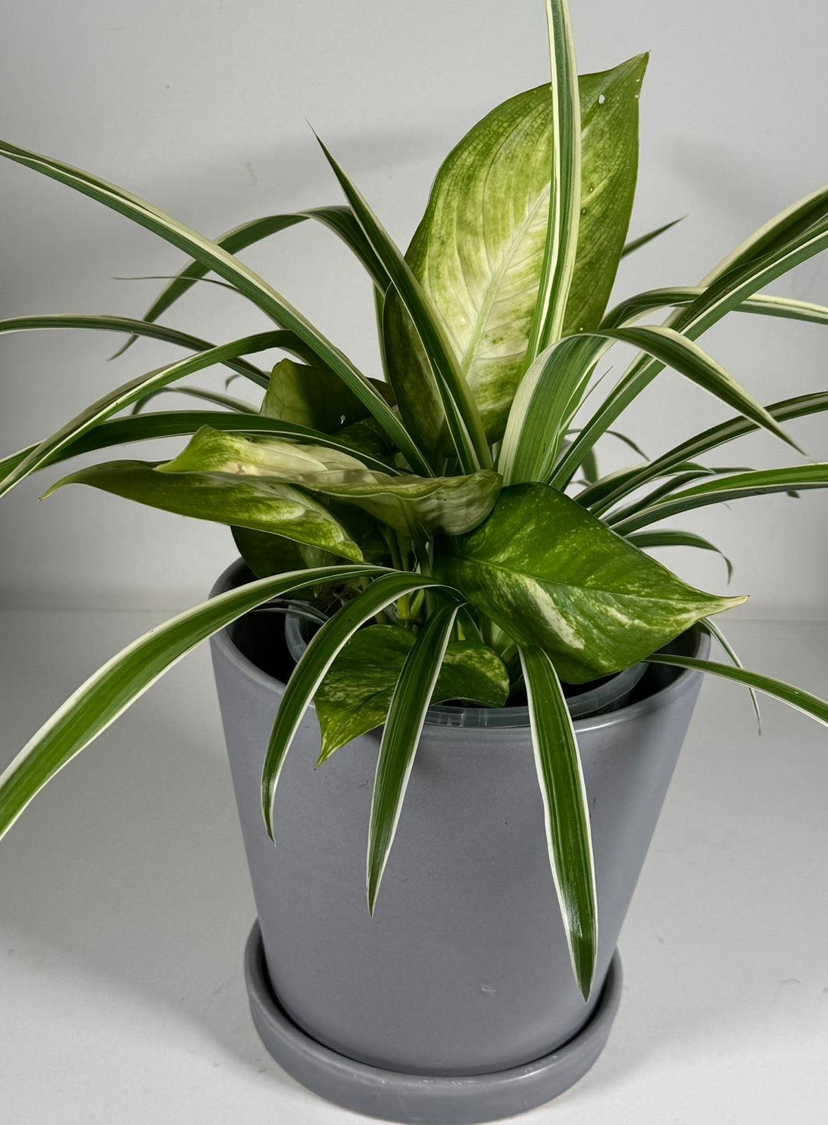 Monochrome Duo: Dieffenbachia & Spider Plant in Modern Gray Pot - Image 3