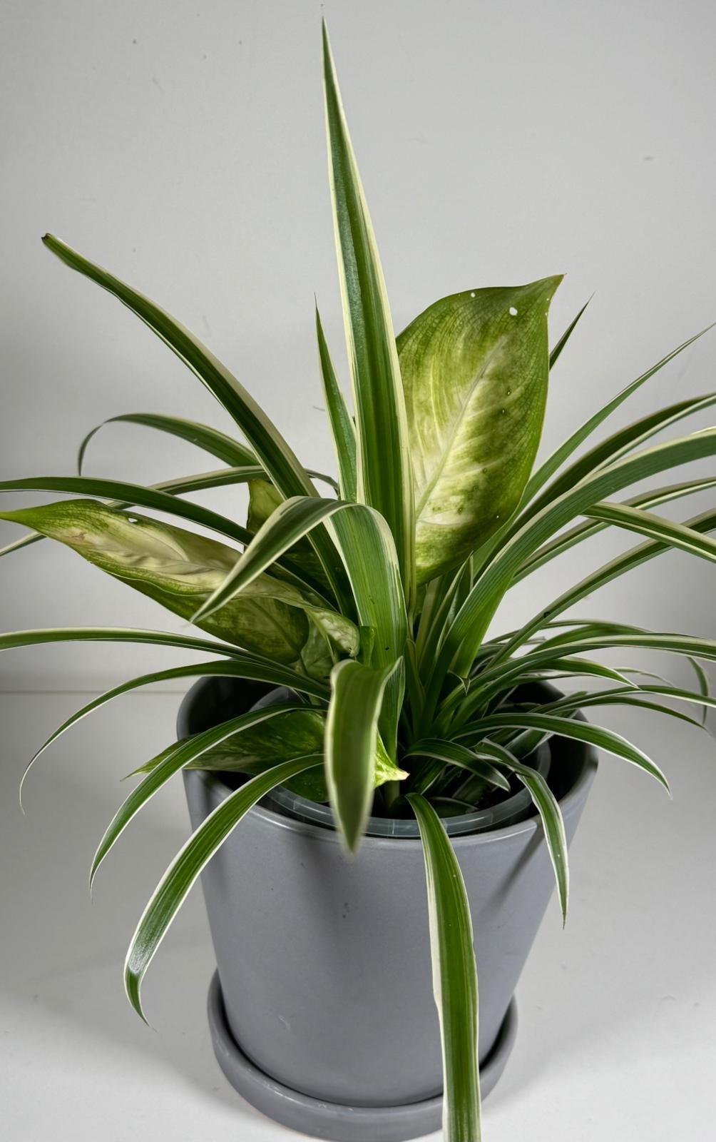 Monochrome Duo: Dieffenbachia & Spider Plant in Modern Gray Pot - Image 4