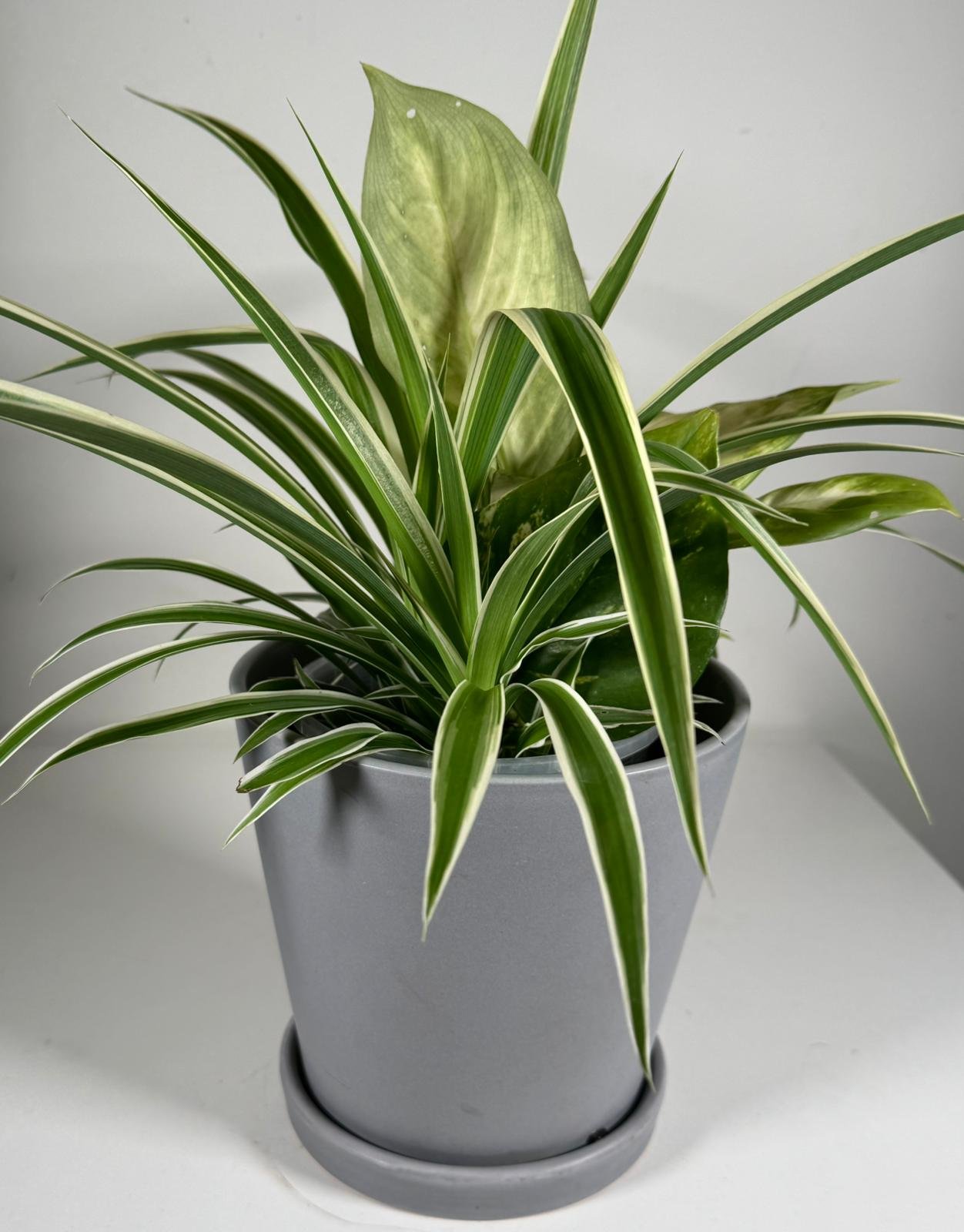 Monochrome Duo: Dieffenbachia & Spider Plant in Modern Gray Pot - Image 5