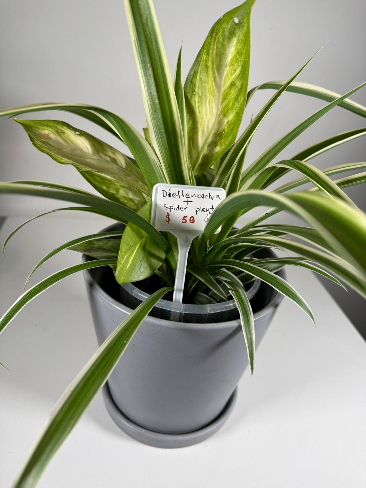 Monochrome Duo: Dieffenbachia & Spider Plant in Modern Gray Pot - Image 6