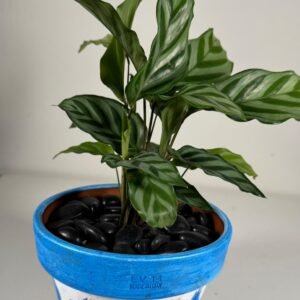 Striped Grace: Prayer Plant in Hand-Painted Ceramic Pot with Black Stones