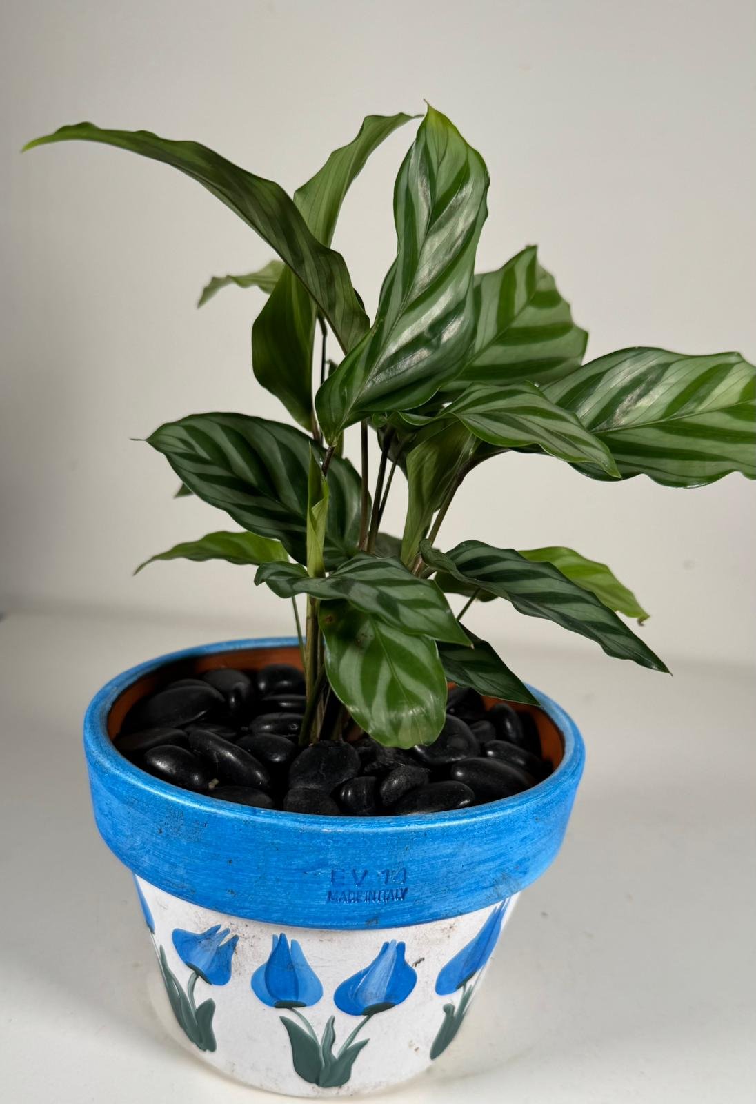 Striped Grace: Prayer Plant in Hand-Painted Ceramic Pot with Black Stones
