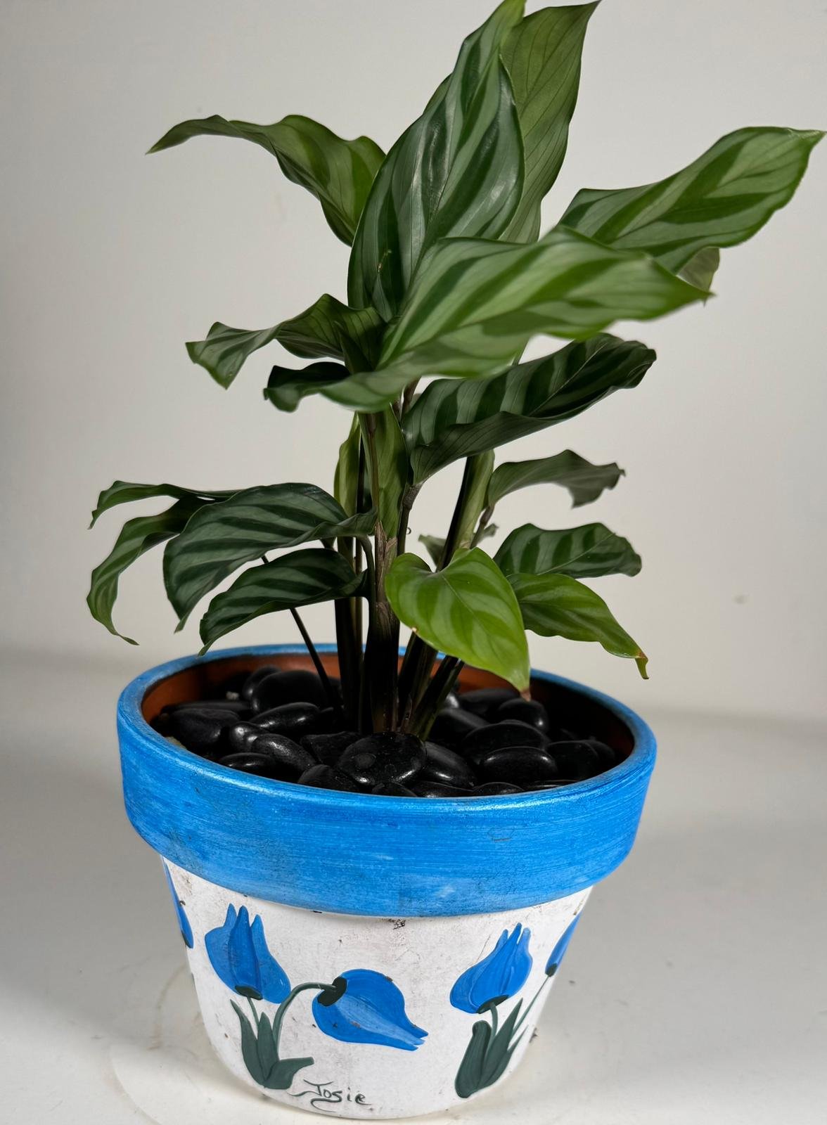 Striped Grace: Prayer Plant in Hand-Painted Ceramic Pot with Black Stones - Image 3