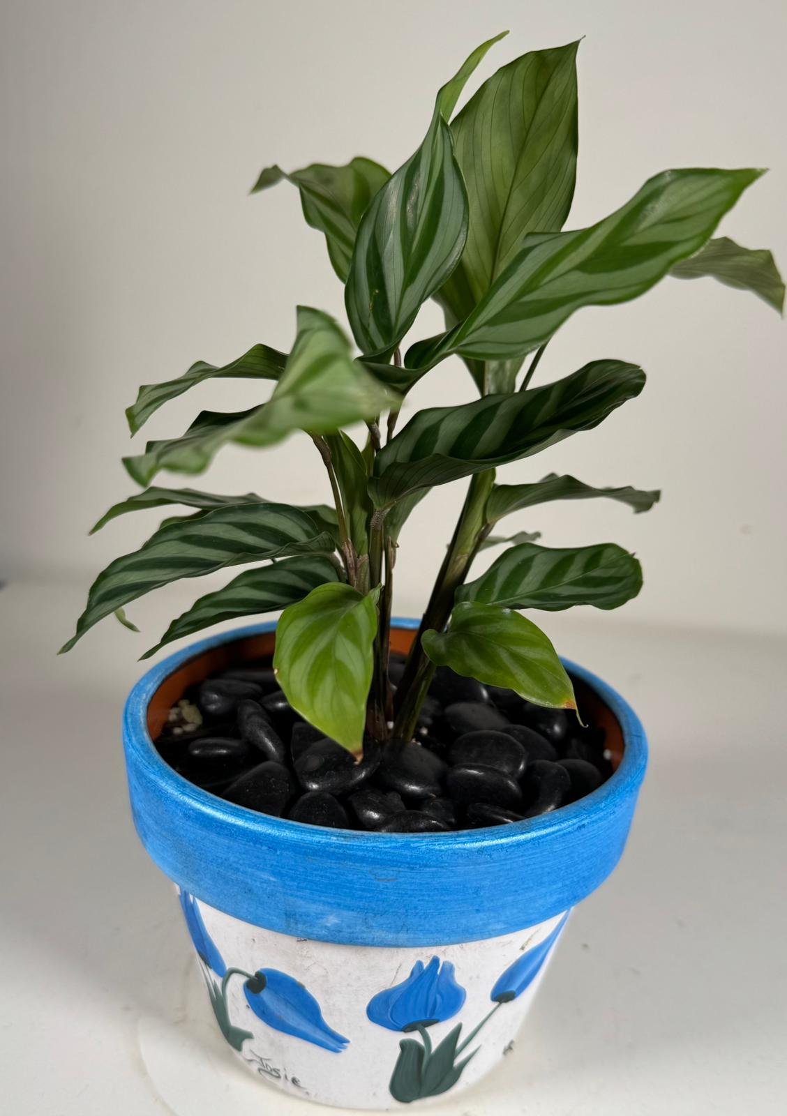 Striped Grace: Prayer Plant in Hand-Painted Ceramic Pot with Black Stones - Image 4